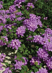 Lantana camara Luscious Grape